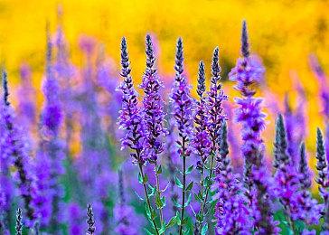 《妖精的尾巴2》发布星灵魔导士露西战斗视频